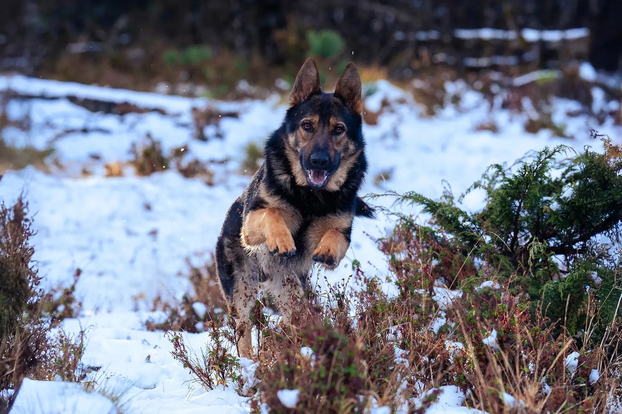 Un pastor alemán corre con energía por un paisaje nevado, con las orejas erguidas y la lengua fuera. El fondo muestra un suelo nevado y vegetación escasa, con un efecto desenfocado que sugiere movimiento.