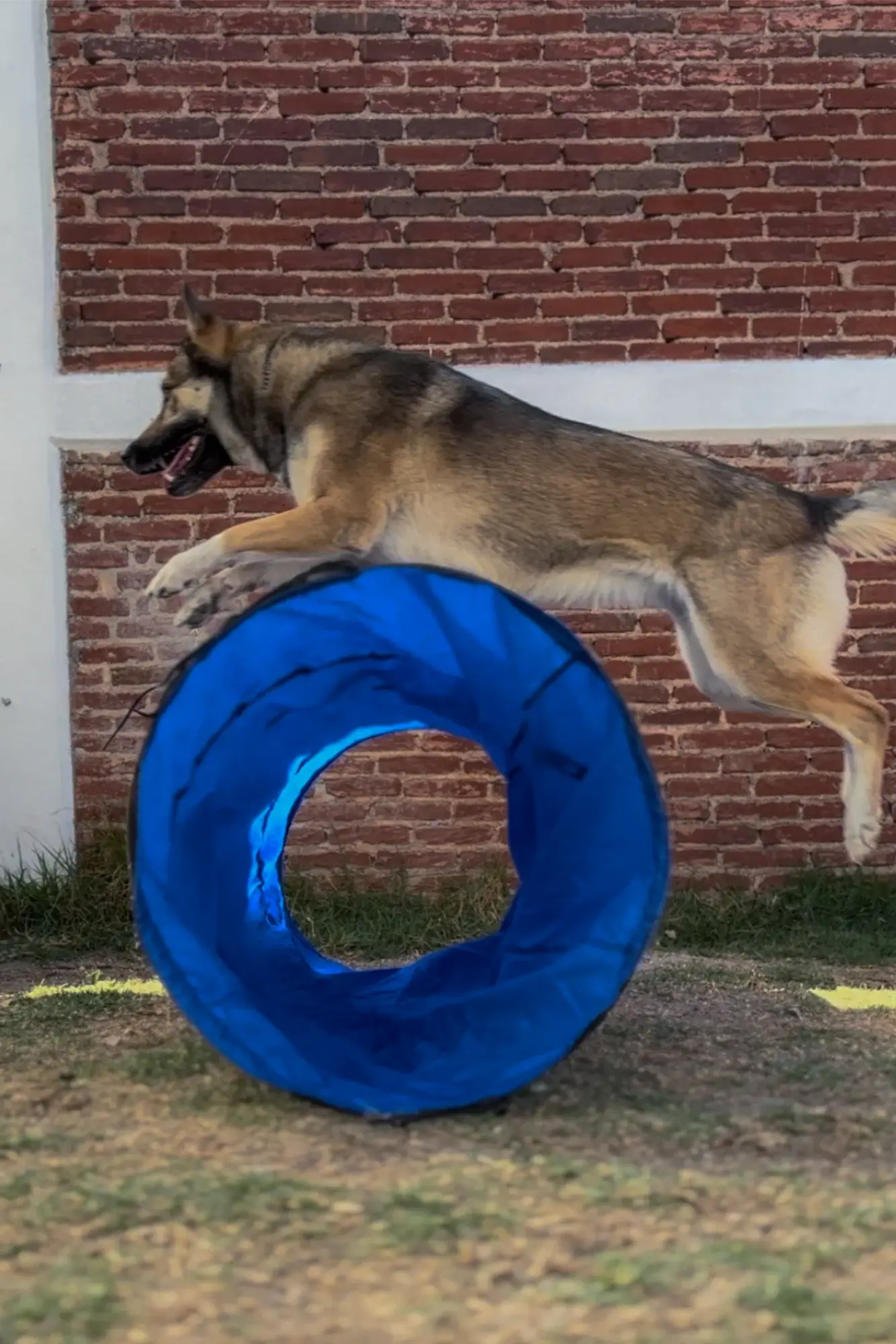 Un perro grande salta con energía sobre un túnel de agilidad azul en un patio. El fondo es una pared de ladrillos, y el perro parece concentrado y atlético.
