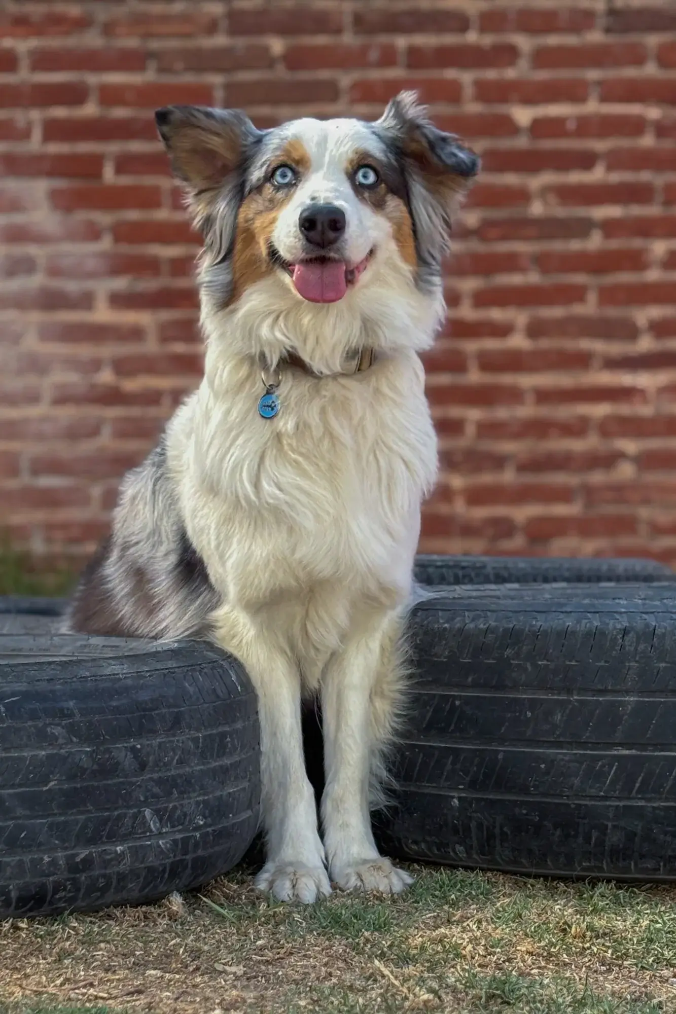 Un perro peludo con pelaje multicolor, incluyendo blanco, marrón y gris, se sienta felizmente entre dos neumáticos apilados. Tiene ojos azules brillantes y la lengua rosada afuera. El fondo es una pared de ladrillos rojos.