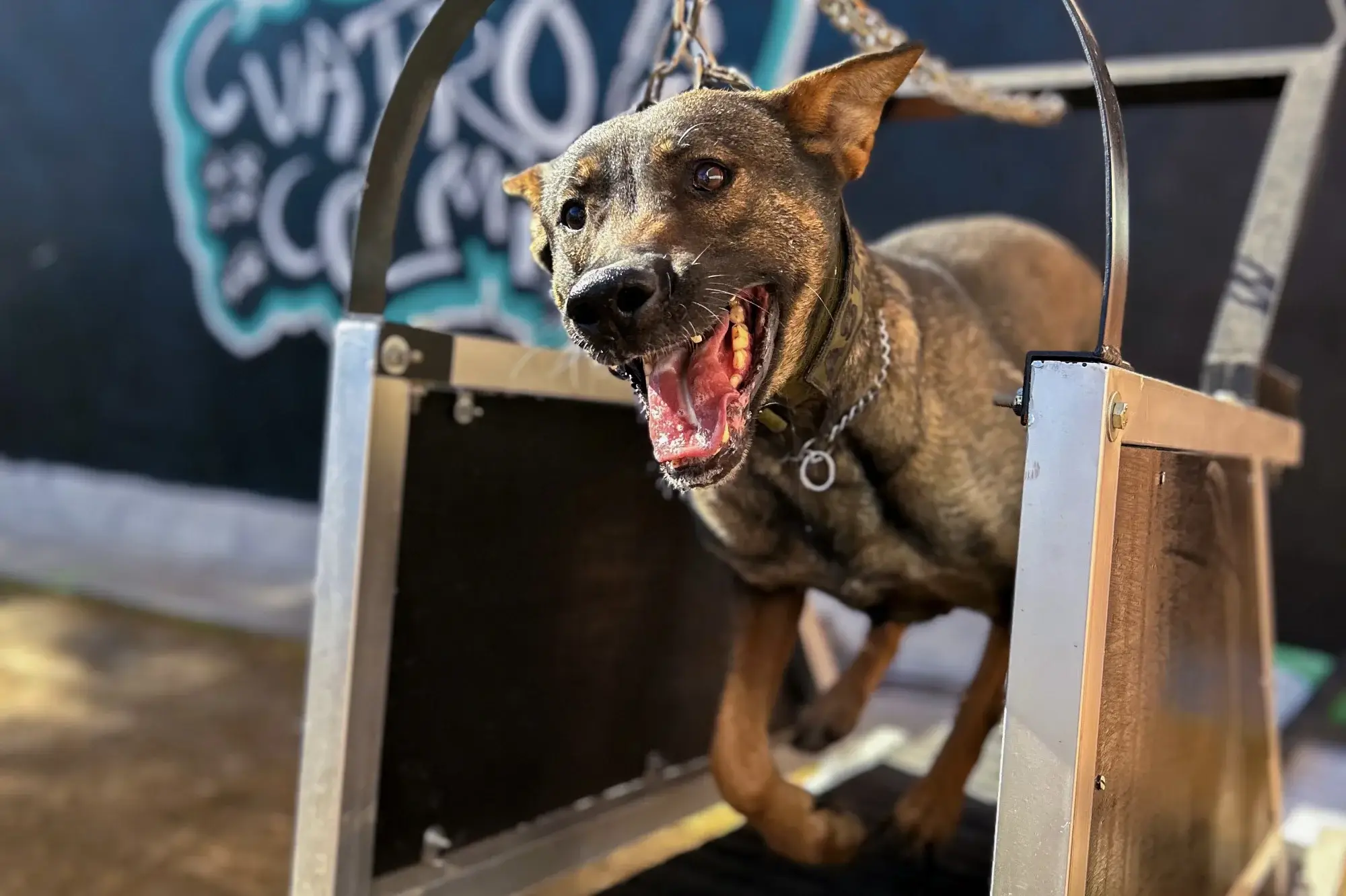 Un perro marrón con collar corre con entusiasmo en una cinta de correr. Tiene la boca abierta y parece enérgico. La cinta está al aire libre, con un grafiti al fondo borroso.