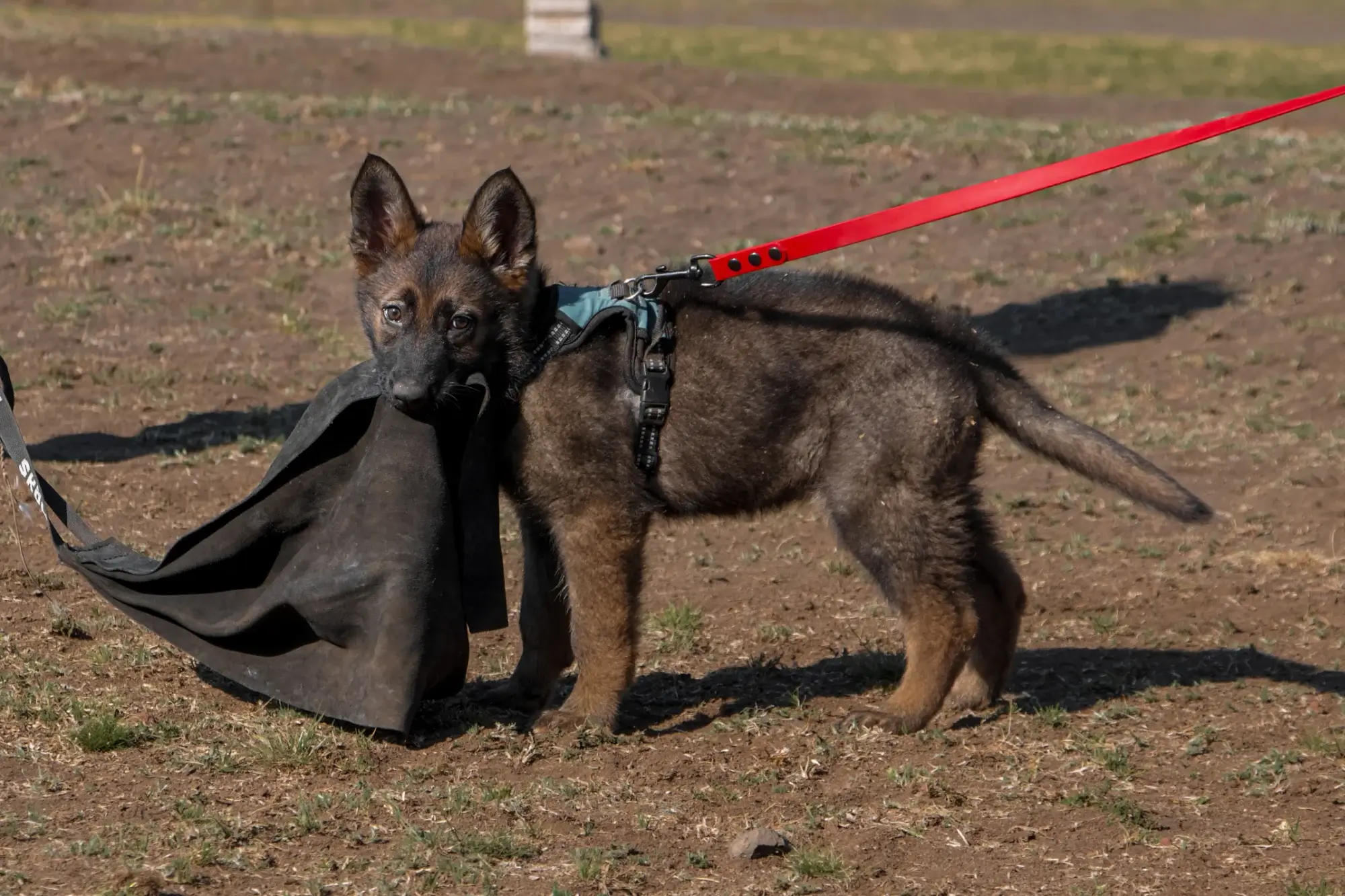 Un cachorro marrón y negro está al aire libre, en una zona de césped, tirando juguetonamente de un trozo de tela. Lleva un arnés con una correa roja.