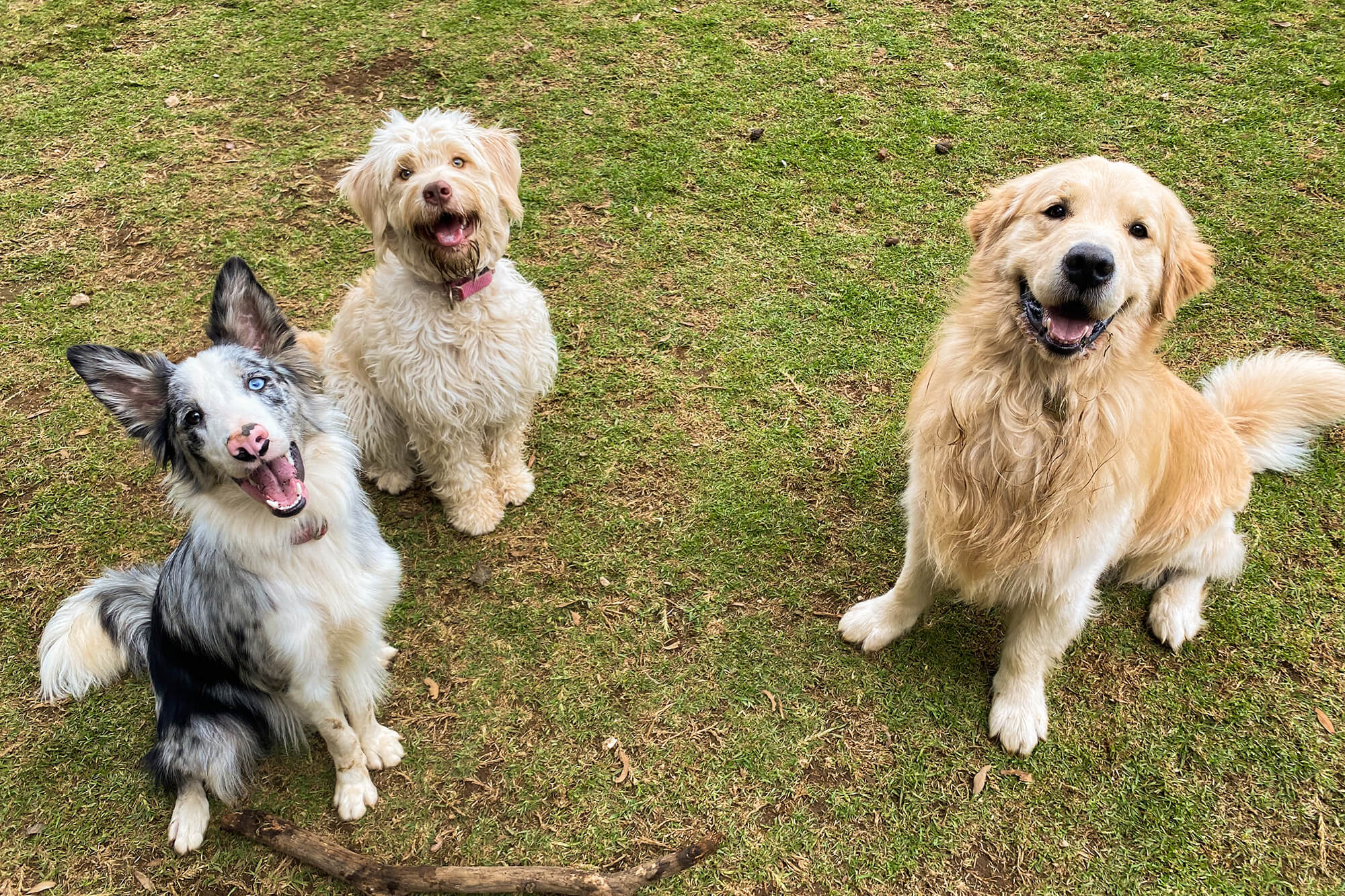 Un perro juguetón con un chaleco con la leyenda Mejor amigo trepa un montículo de tierra. En el fondo hay una pared con grafitis de colores. La expresión del perro es enérgica y alegre.