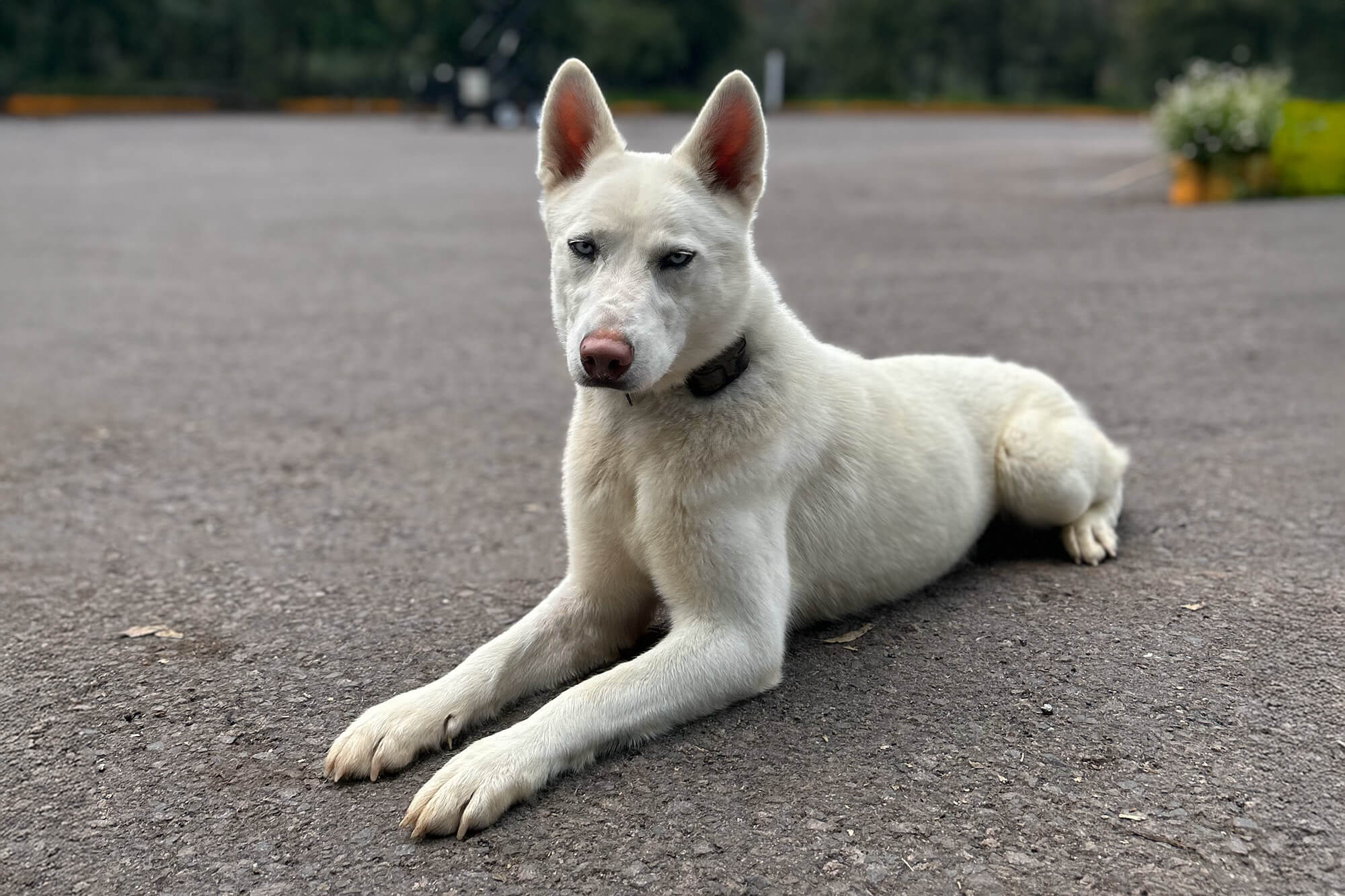 Un perro mojado y esponjoso con pelaje negro, marrón y blanco se sienta sobre una superficie rocosa, mirando hacia un lado con la lengua afuera. El fondo presenta plantas borrosas y un cielo brumoso, lo que crea un ambiente sereno al aire libre.