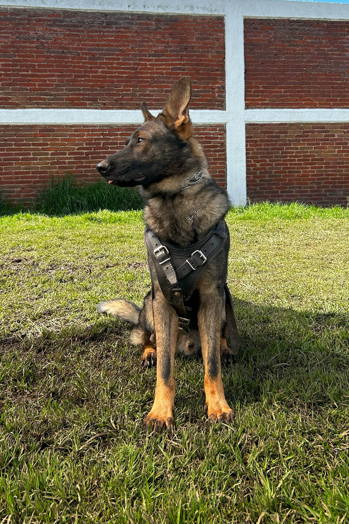 Un perro mojado de pelaje marrón y blanco se sacude para secarse en una zona boscosa. Está atado con una correa y hay árboles borrosos al fondo. El pelaje del perro parece erizado por el movimiento.