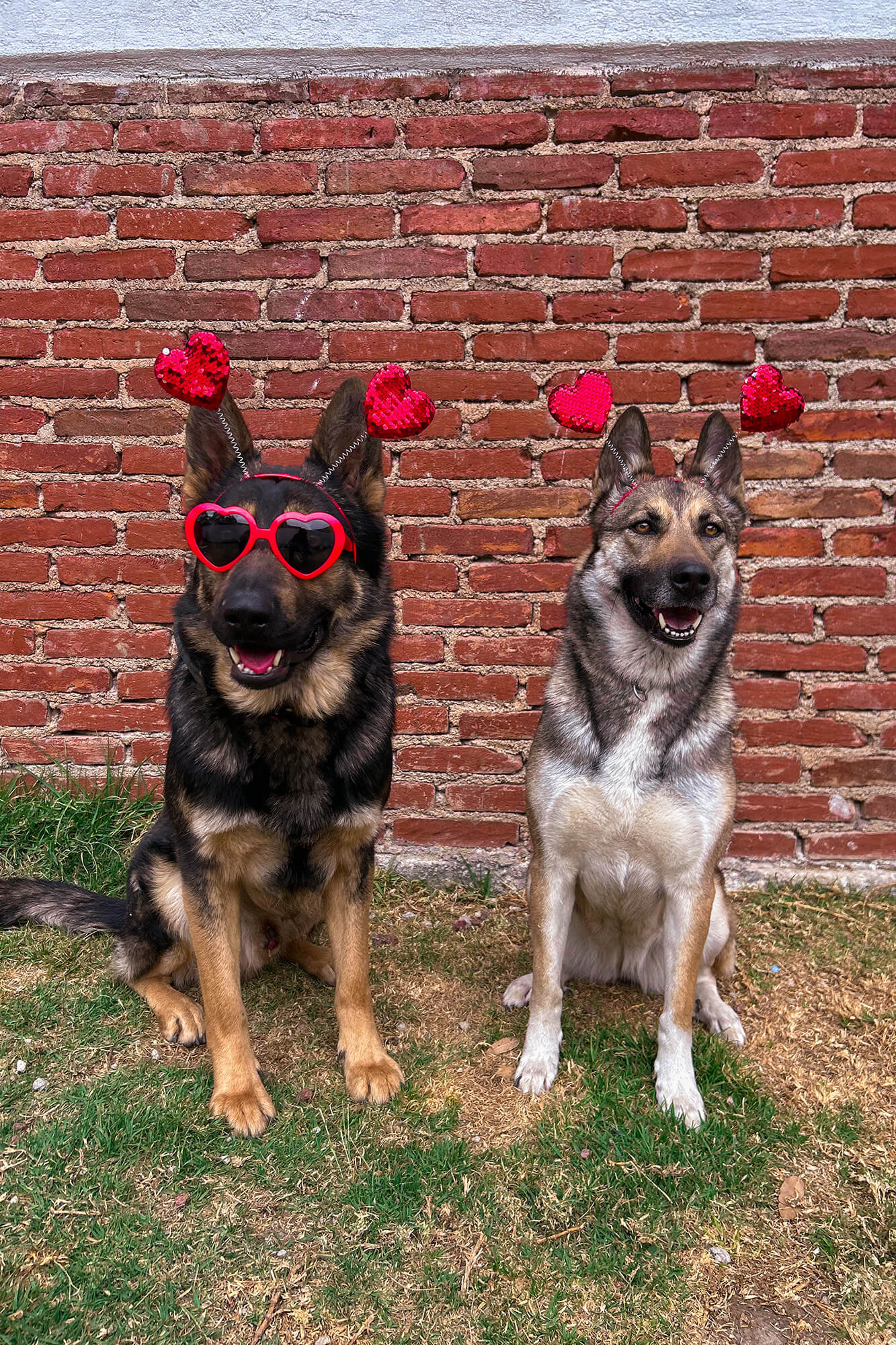 Un pequeño perro negro con orejas grandes mira hacia arriba. Lleva un impermeable rojo y negro y un collar de cadena plateada. El fondo presenta manchas borrosas de color marrón y naranja, lo que sugiere un entorno natural con hojas caídas.