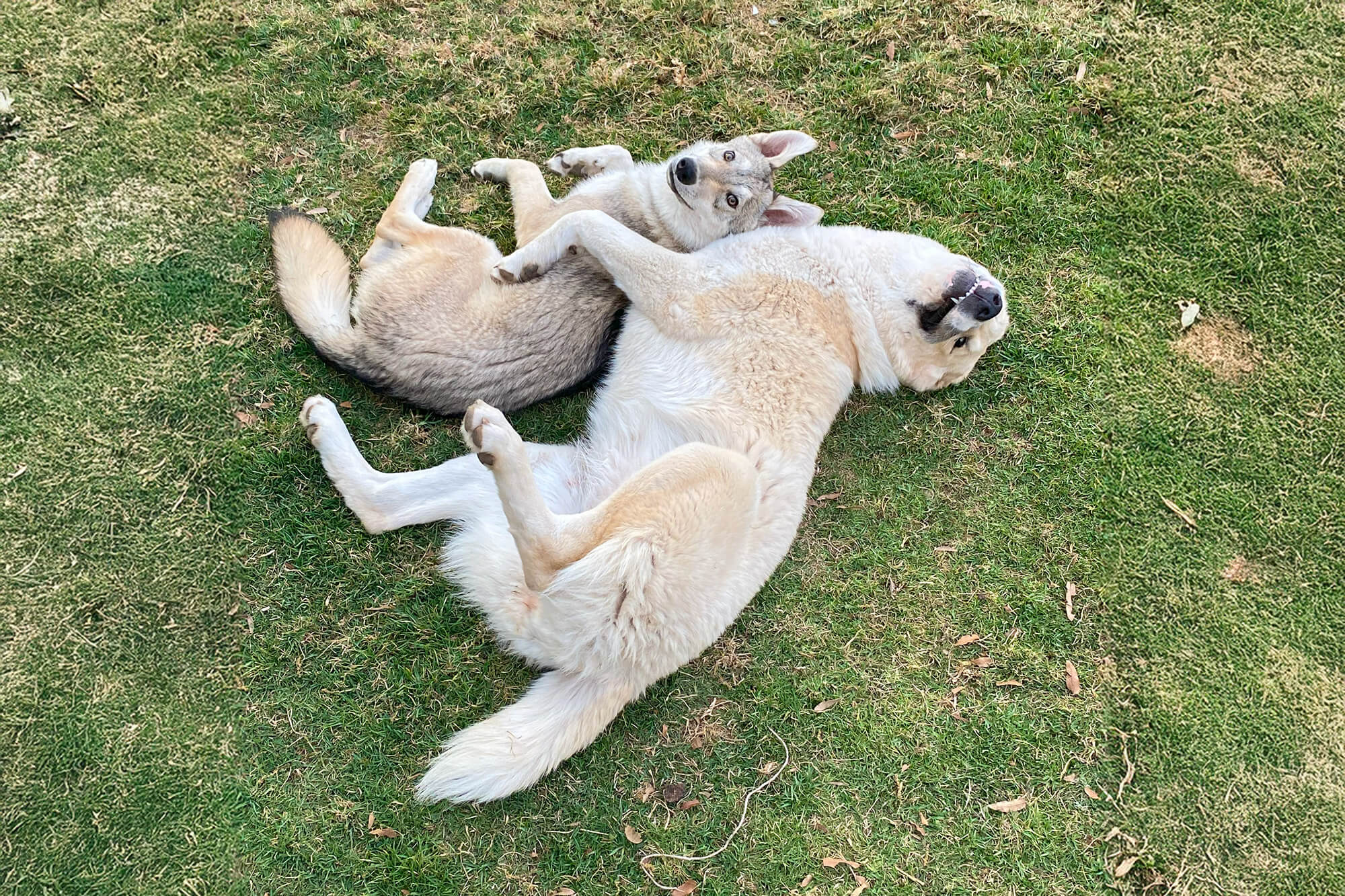 Un perro blanco con orejas puntiagudas y ojos azules yace sobre una superficie pavimentada. Lleva una correa roja atada al collar. El fondo está borroso con follaje verde y un objeto indistinto.