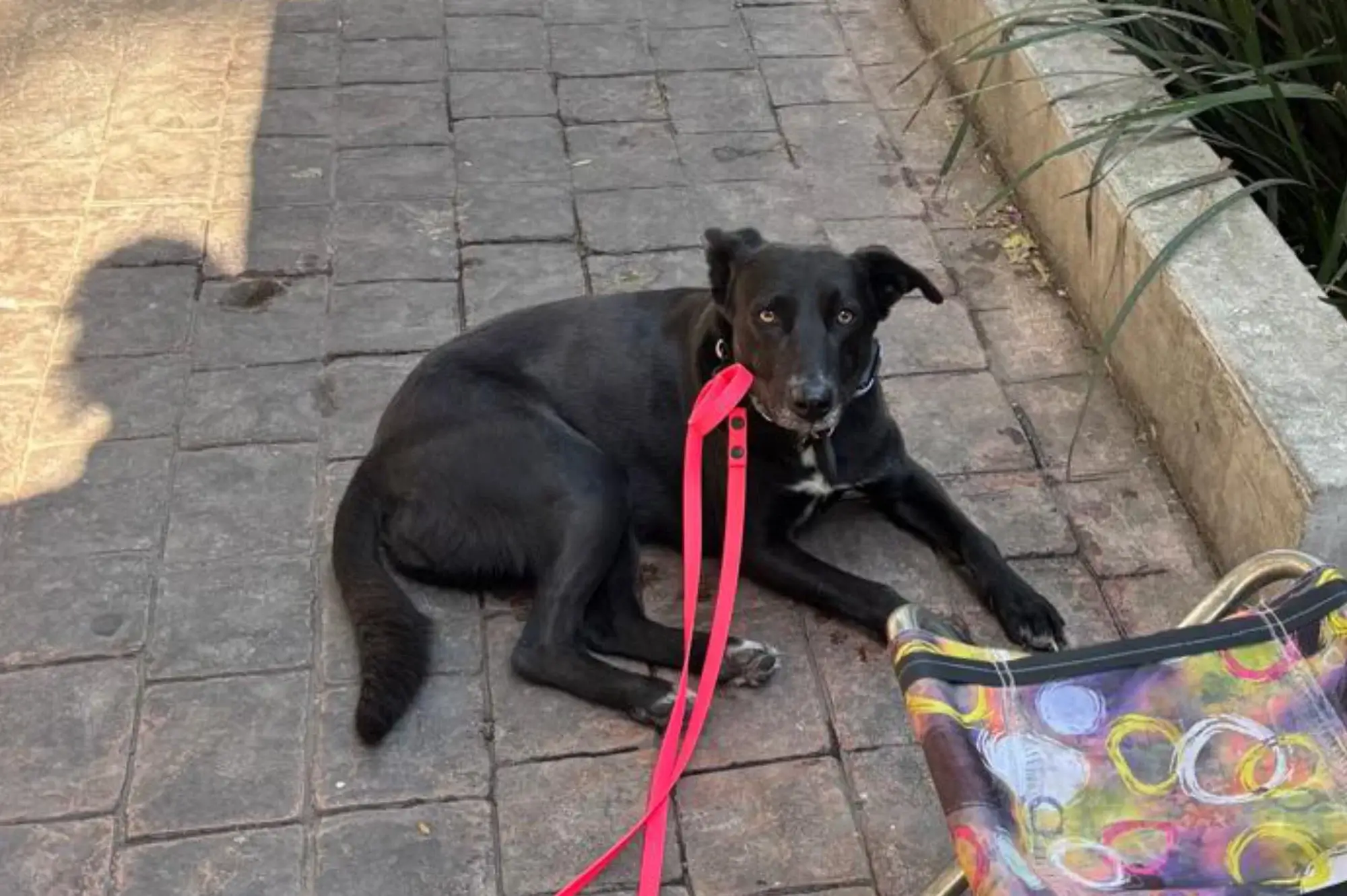 Un pequeño perro blanco y esponjoso yace sobre una alfombra gris con la correa puesta, posando frente a una llanta negra. El coche, elegante y gris, contrasta con el pelaje claro del perro.