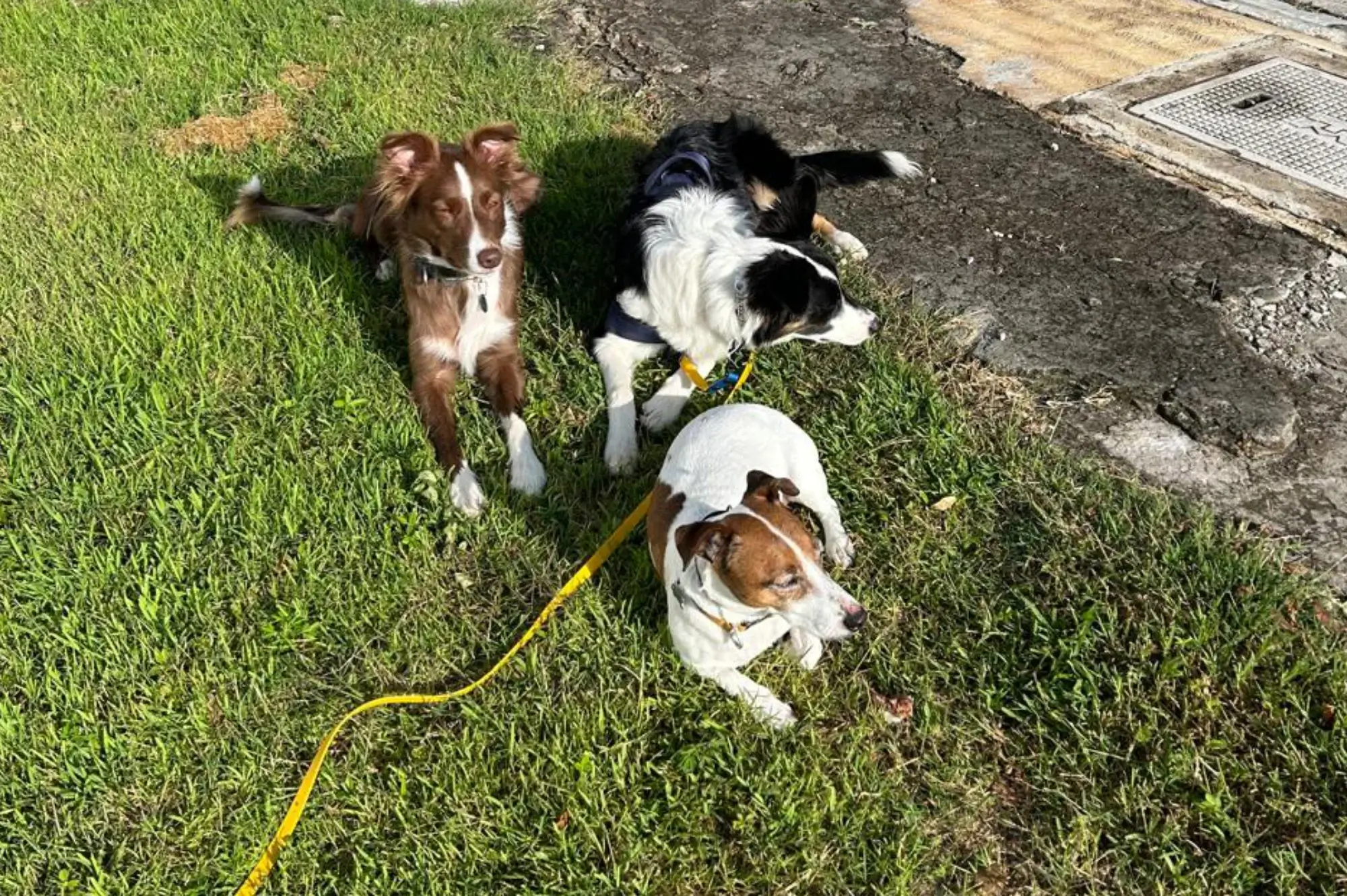 Tres perros descansan en una zona de césped. Un perro marrón y blanco está sentado erguido, mientras que un perro blanco y negro y un perro blanco más pequeño con manchas marrones están tumbados, todos unidos por correas amarillas. Se ve un camino de piedra al fondo.